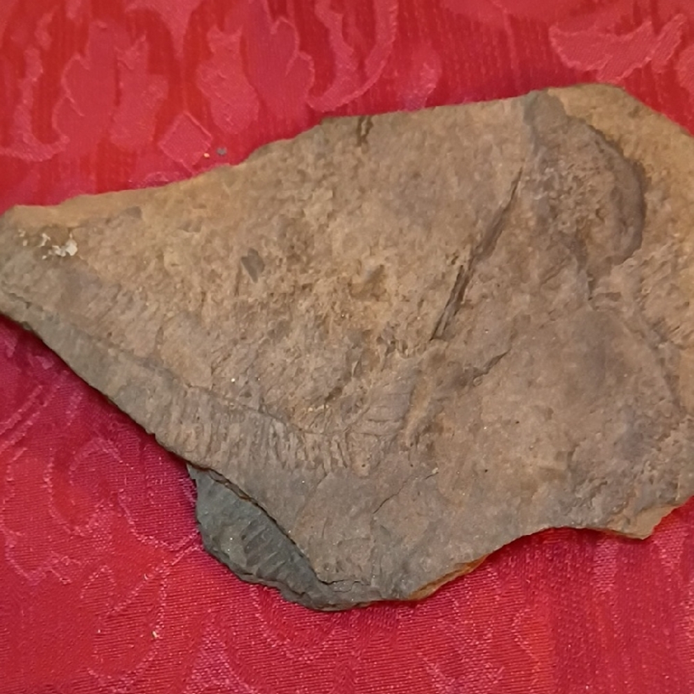Fern Fossil With Stem🌿6"x4.5"